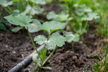young zucchini growing on a bed under drip irrigation sprinkled with ash