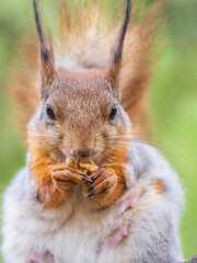 The squirrel with nut sits on a branches in the spring or summer.
