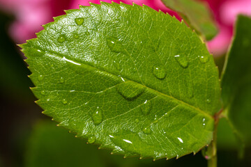 Green rose leaf with raindrops 