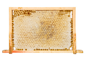 honeycomb in wooden frame isolated on white