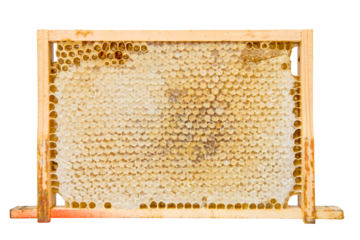 honeycomb in wooden frame isolated on white
