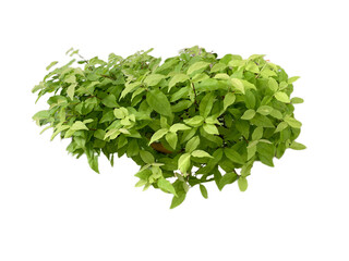 Obraz premium Bonsai tree 