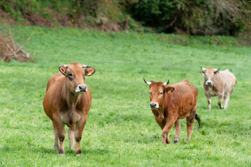 Obraz premium cows grazing in fields of green grasses in a village in León province in Spain, Europe