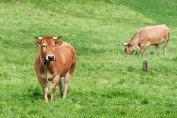Obraz premium cows grazing in fields of green grasses in a village in León province in Spain, Europe