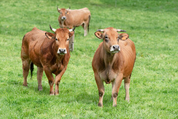 cows grazing in fields of green grasses in a village in  León province  in Spain, Europe