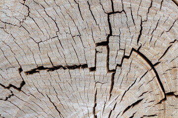 Close-up view of beige with gray old dry weathered tree stump surface covered with large amount of...