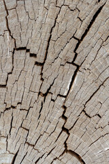 Close-up view of beige with gray old dry weathered tree stump surface covered with large amount of cracks. Abstract wooden background. Copy space. Soft focus. Natural backdrop theme.