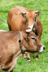 cows grazing in fields of green grasses in a village in  León province  in Spain, Europe