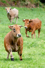 Fototapeta premium cows grazing in fields of green grasses in a village in León province in Spain, Europe