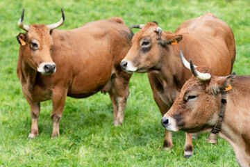 Obraz premium cows grazing in fields of green grasses in a village in León province in Spain, Europe