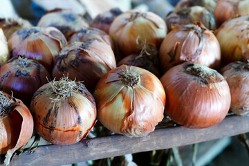 harvest of organics onions fresh protected in  pantry  by farmer , food background