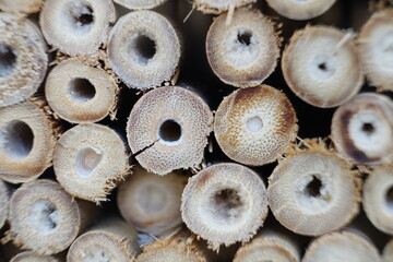 Wood from bee hotel