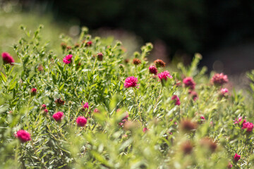 flowers in the field