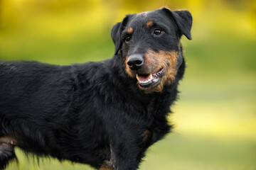 cute jagdterrier dog portrait outdoors in summer