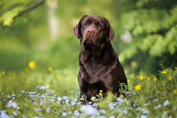 chocolate labrador retirever dog portrait on a meadow with forget me not flowers