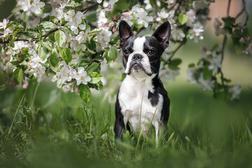 boston terrier dog sitting under a blooming apple tree in spring