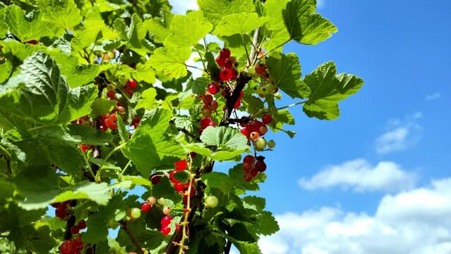 leckere reife rote Johannisbeeren - Erntezeit im Garten, frisch, gesund, Vitamine, Beerenstrauch, Marmelade, Smoothie, Gesundheit