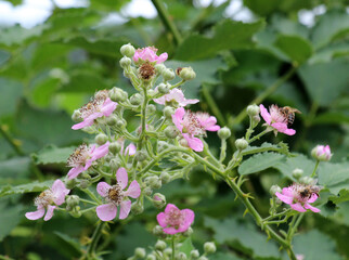 Blackberries are blooming in the orchard