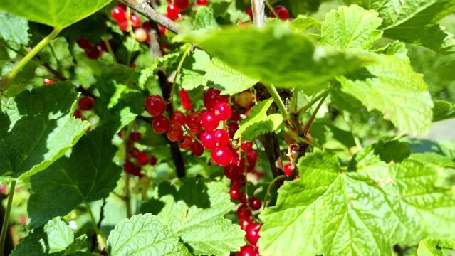leckere reife rote Johannisbeeren - Erntezeit im Garten, frisch, gesund, Vitamine, Beerenstrauch, Marmelade, Smoothie, Gesundheit