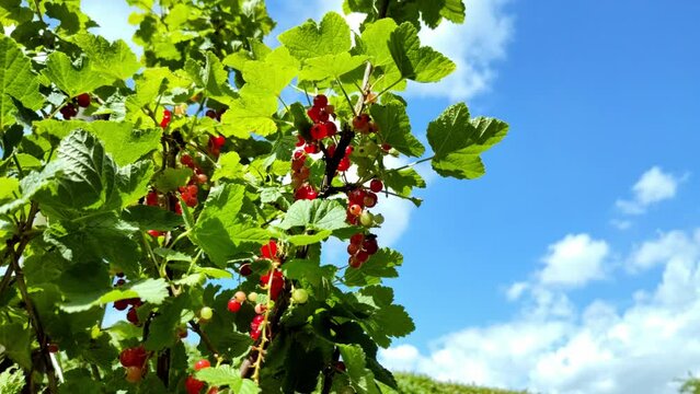 leckere reife rote Johannisbeeren - Erntezeit im Garten, frisch, gesund, Vitamine, Beerenstrauch, Marmelade, Smoothie, Gesundheit