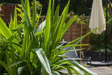 yuca in the garden. Summer garden in the courtyard