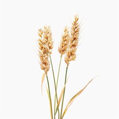 Vector illustration of wheat ear