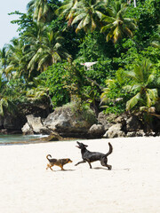 Dogs jumping attacking at flying quadcopter drone on sandy beach.