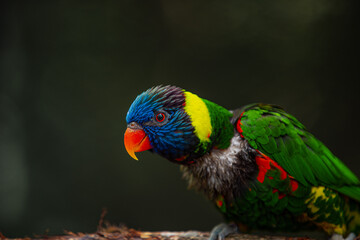 Rainbow lorikeet on a branch