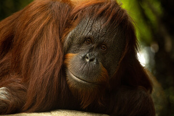 Orangutan staring into camera