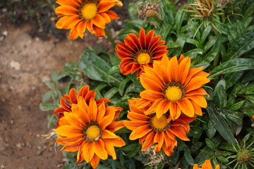 Orange African daisy, or Gazania rigens flowers in a garden in Athens, Greece