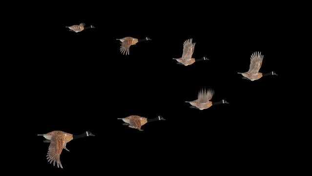 Wedge of 7 Wild Geese - Flock of Seven Waterfowl Hunt Game Birds - American Canada Goose - Flying Loop - Side View Close Up - Alpha Channel - Realistic 3D animation isolated on transparent background