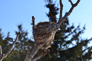 bird nest in tree