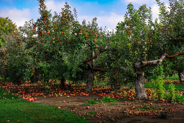 A apple orchard with fallen apples on the ground