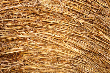 Hay bale roll as background, closeup view