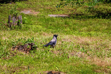crow, gray with black, opened beak, walks in green grass, old stump, thickets, trees, countryside, travel, 
landscape, nature, forest, 
rest, excursion, tourists, 