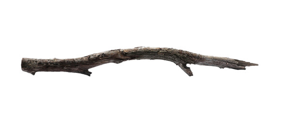 Obraz premium Old dry tree branch isolated on white