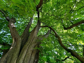 Fototapeta premium Beautiful chestnut tree with lush green leaves growing in botanical garden, low angle view