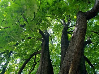 Fototapeta premium Beautiful chestnut tree with lush green leaves growing in botanical garden, low angle view
