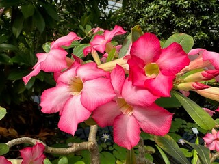 Beautiful pink adenium flowers growing in botanical garden