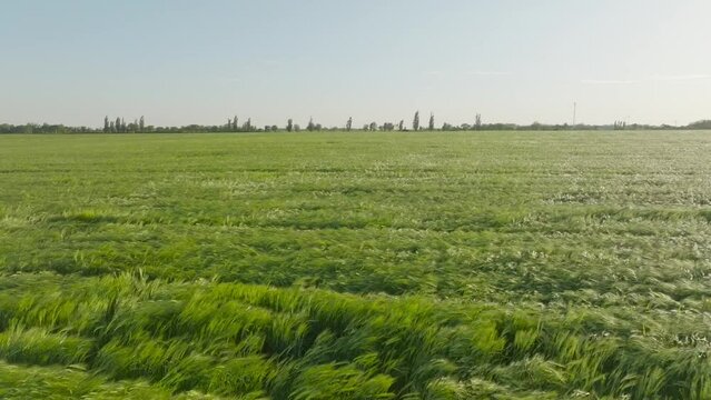 Barley green field in the wind