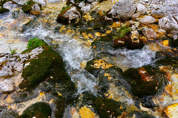 stream in the forest