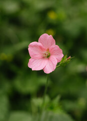 Fototapeta premium pink flower in the garden