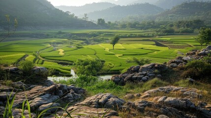 The sunlight exposed rocky terrain near the rice fields is arid and devoid of vegetation