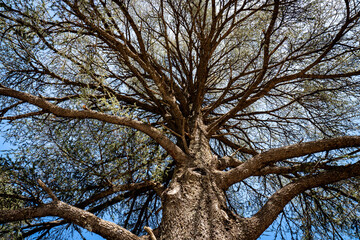 Nadir View of Cedar Tree in Ifrane Forest