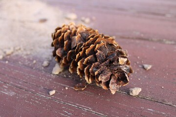 Brown old pine cone with seeds on a sandy table