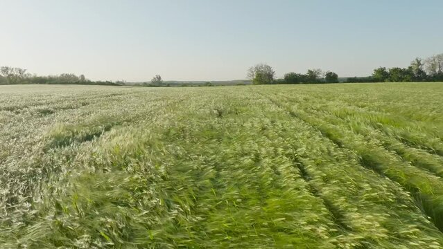 Barley green field in the wind