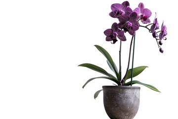 A small potted plant with vibrant purple flowers sitting on a table