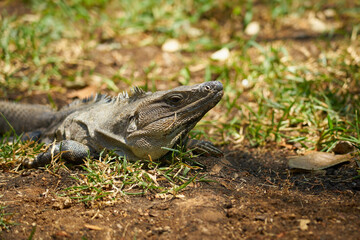 Close-up of an iguana in sunlight