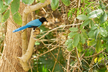 A blue tropical bird on the tree.