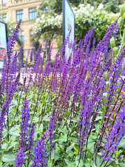 Blooming lavender in a park in Pilsen, Czech Republic